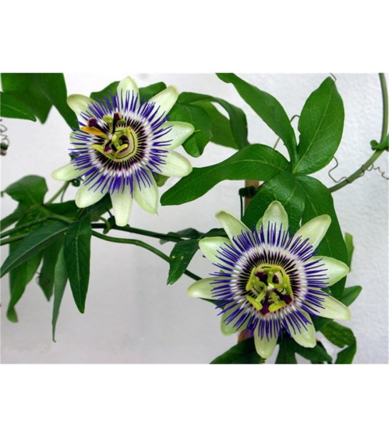 çarkıfelek-passiflora