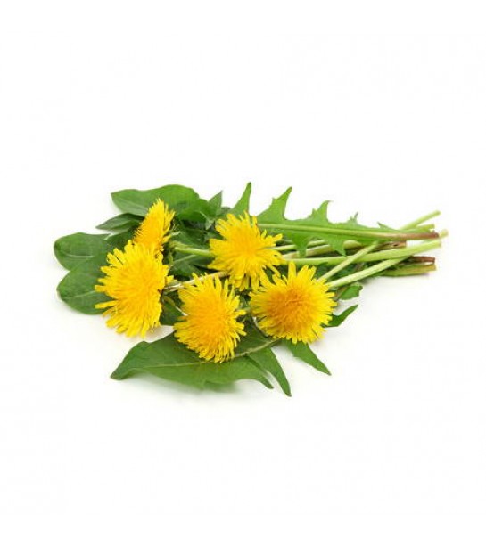 Karahindiba-taraxacum Officinale