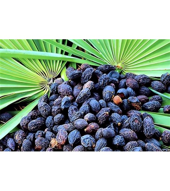 Cüce Palmiye Kurusu-saw Palmetto Meyvesi